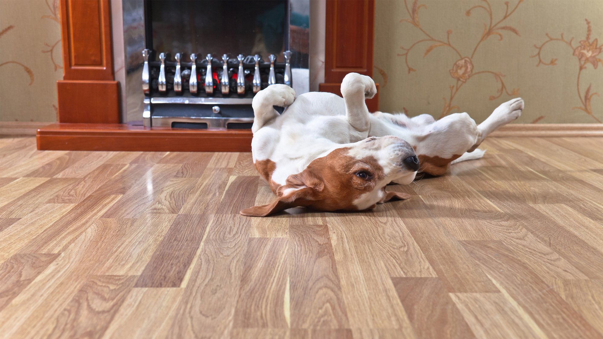 What S The Best Flooring For Pets