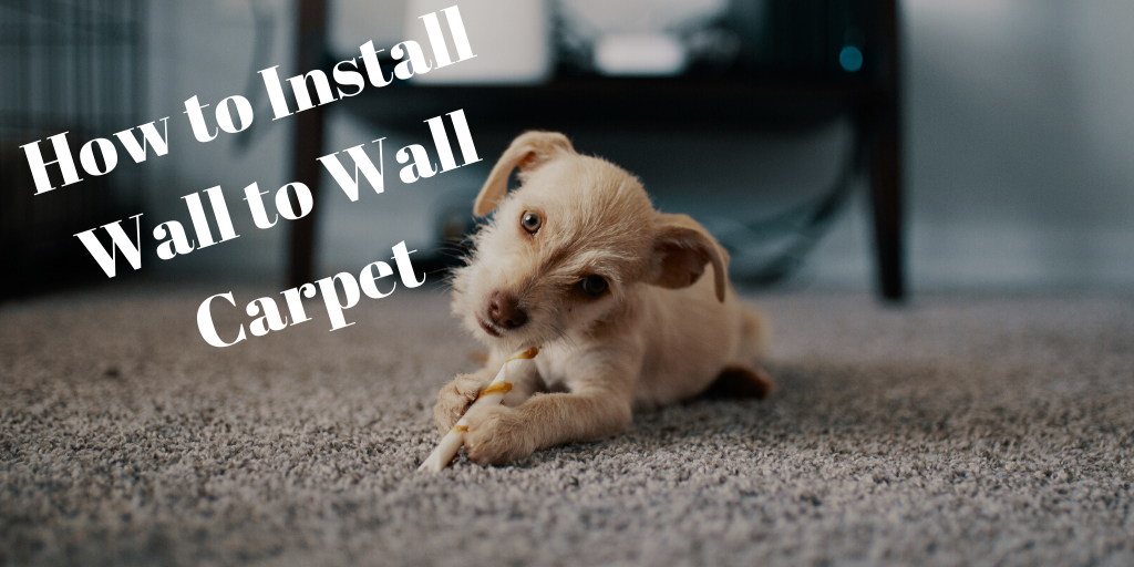 wall to wall carpet text overlaid stock photo of puppy chewing on treat on gray carpet